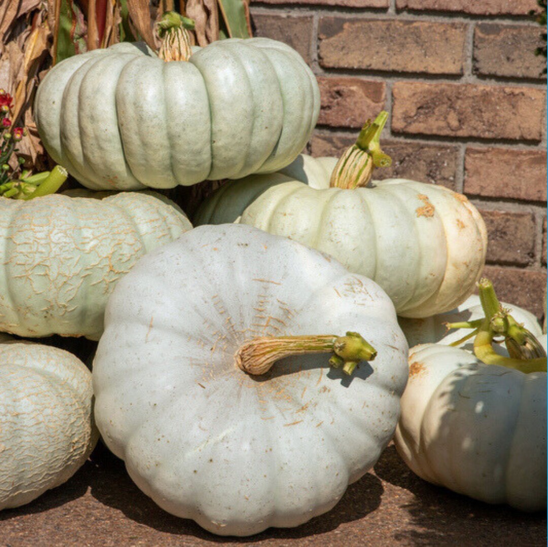 Gray pumpkin vines growing in garden