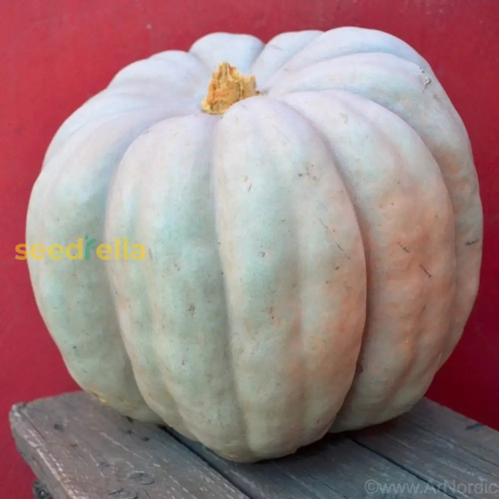 Gray Zapallo Plomo squash in home garden
