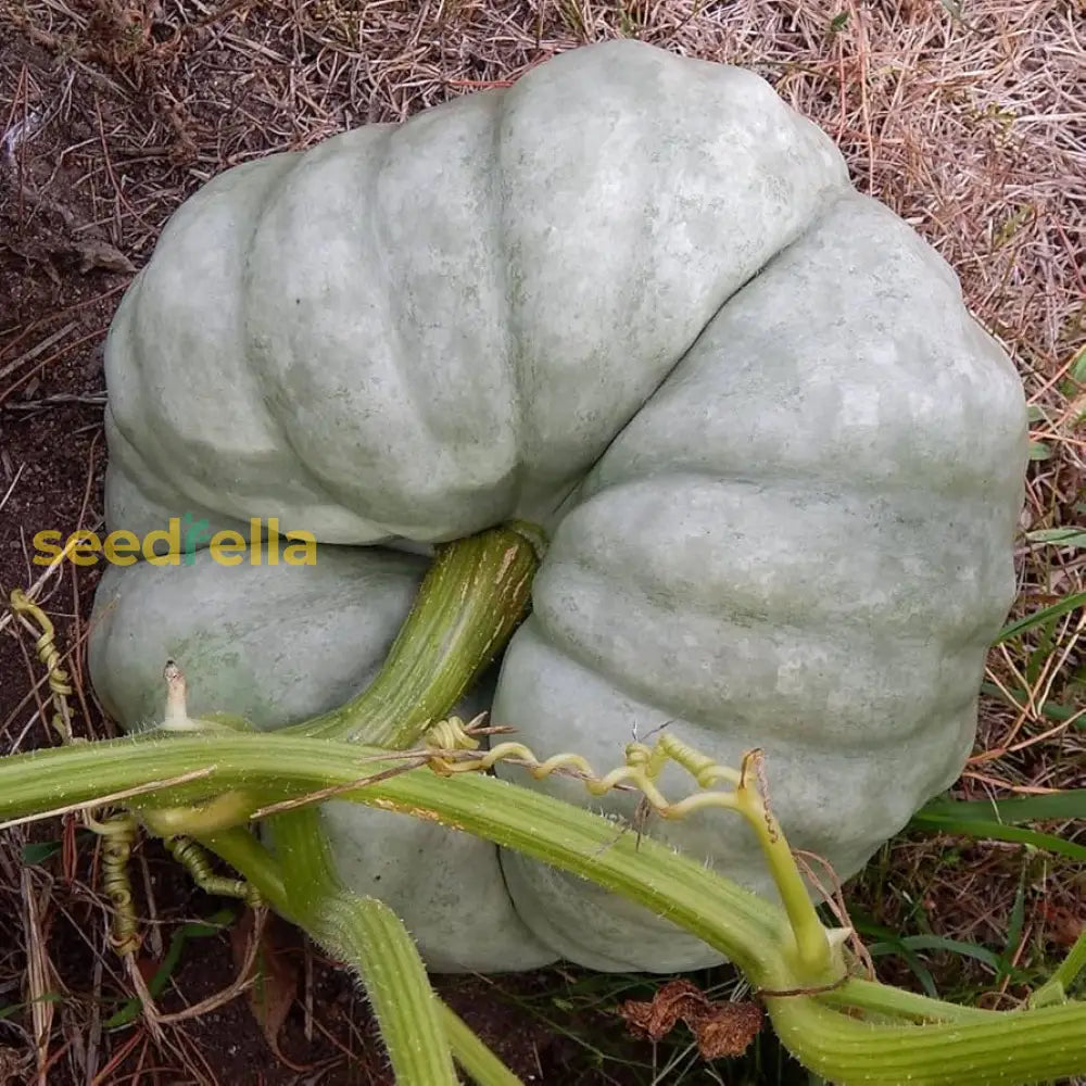 Gray Triamble Pumpkin Seeds For Planting Vegetable Seeds