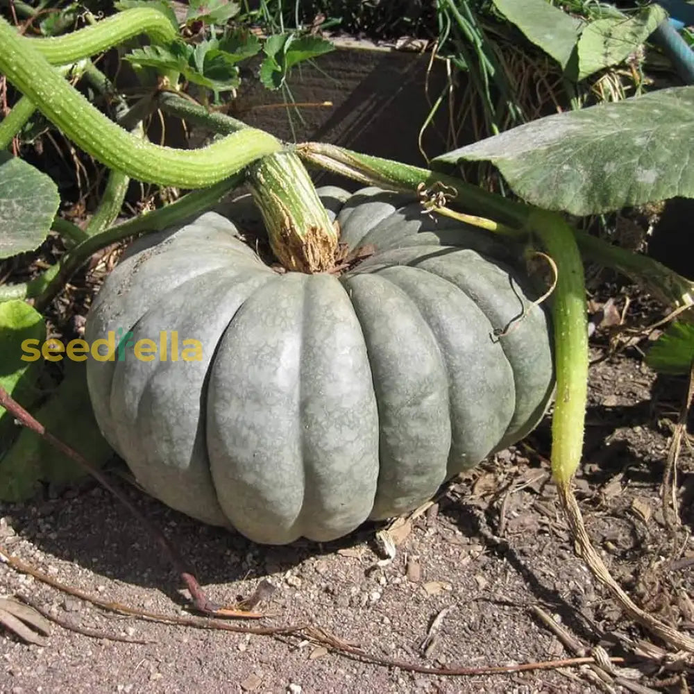Gray Triamble pumpkin seeds heirloom variety for planting