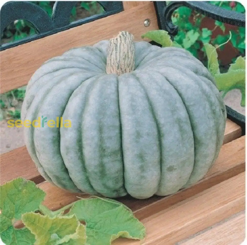Gray Zapallo Plomo seeds for planting non GMO