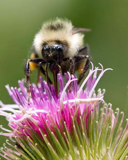 Great Burdock plant with green foliage and purple flower heads in garden