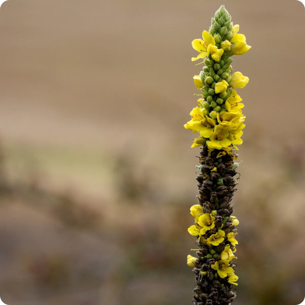 Great Mullein seeds Verbascum thapsus tall yellow wildflower