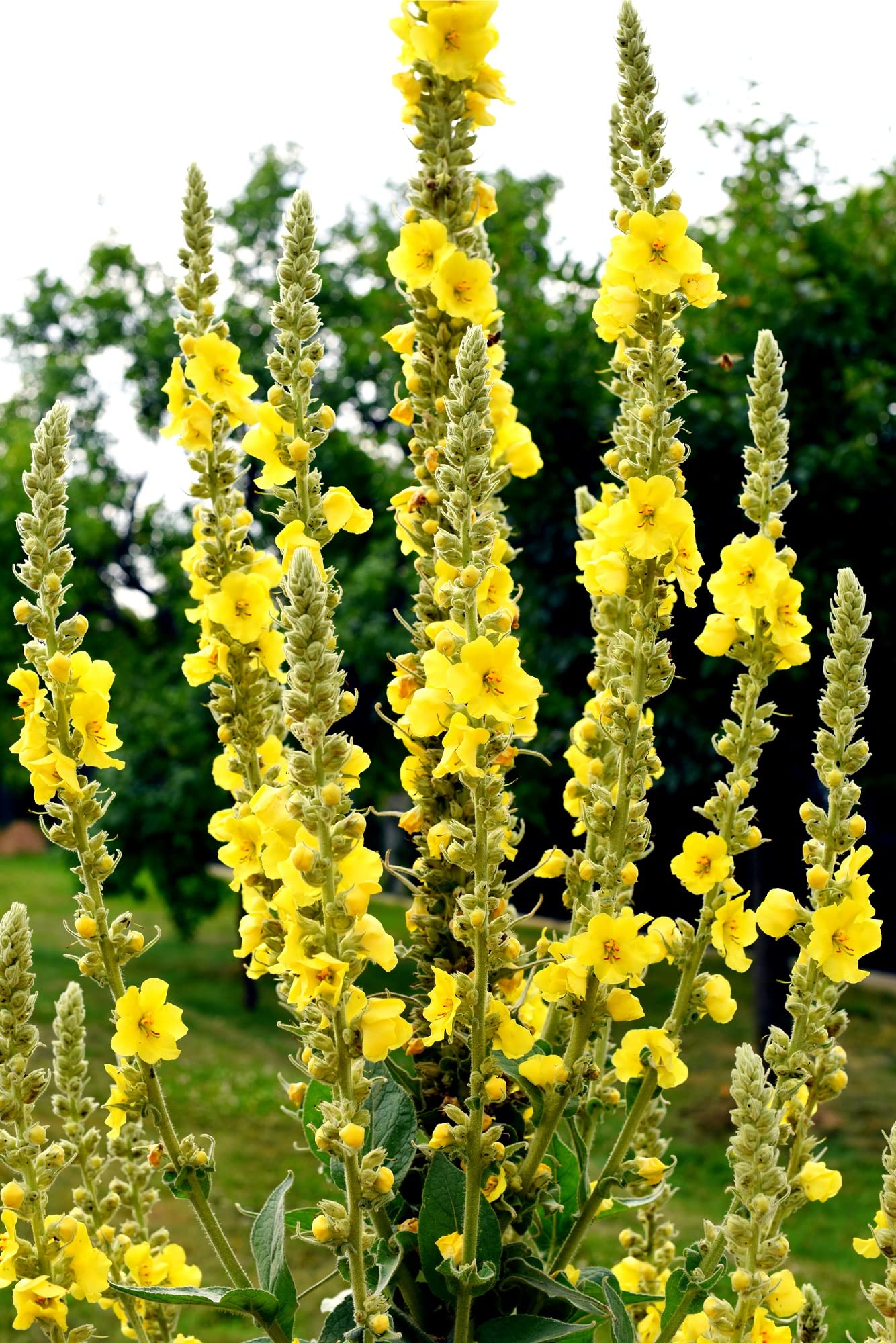 Great Mullein fuzzy silver foliage grown from seeds