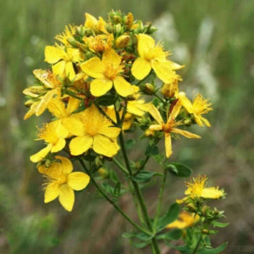 Great Saint John’s Wort Seeds – Hypericum pyramidatum Yellow Flower Variety