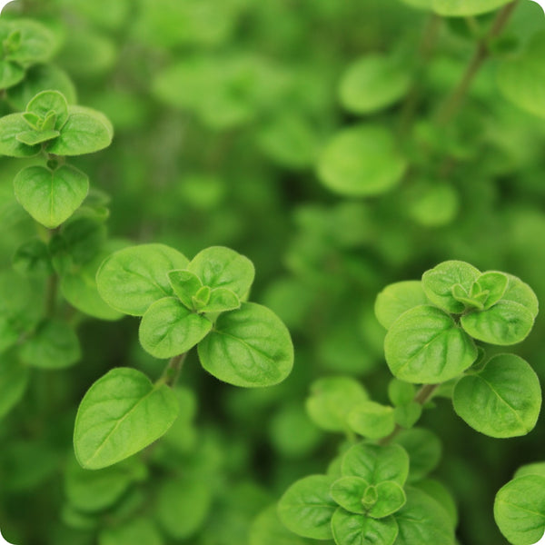 Greek Oregano seeds Origanum vulgare hirtum aromatic plant
