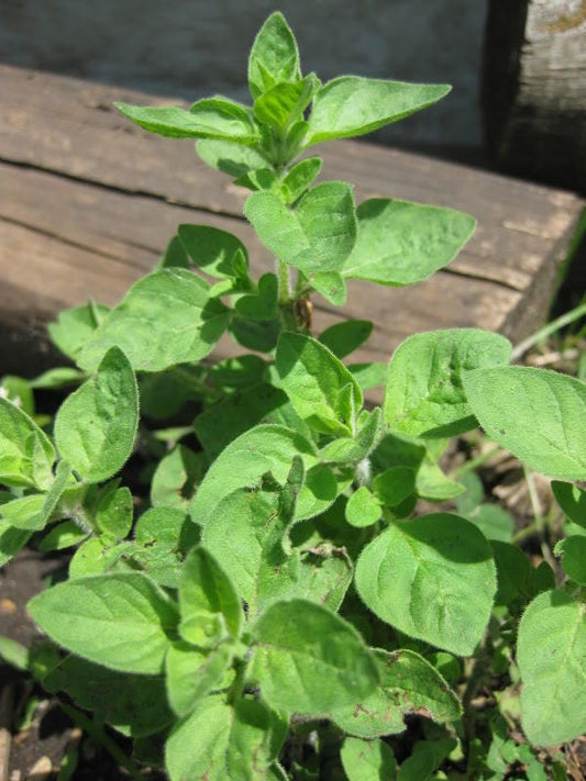 Greek Oregano plant with aromatic green leaves and purple flowers