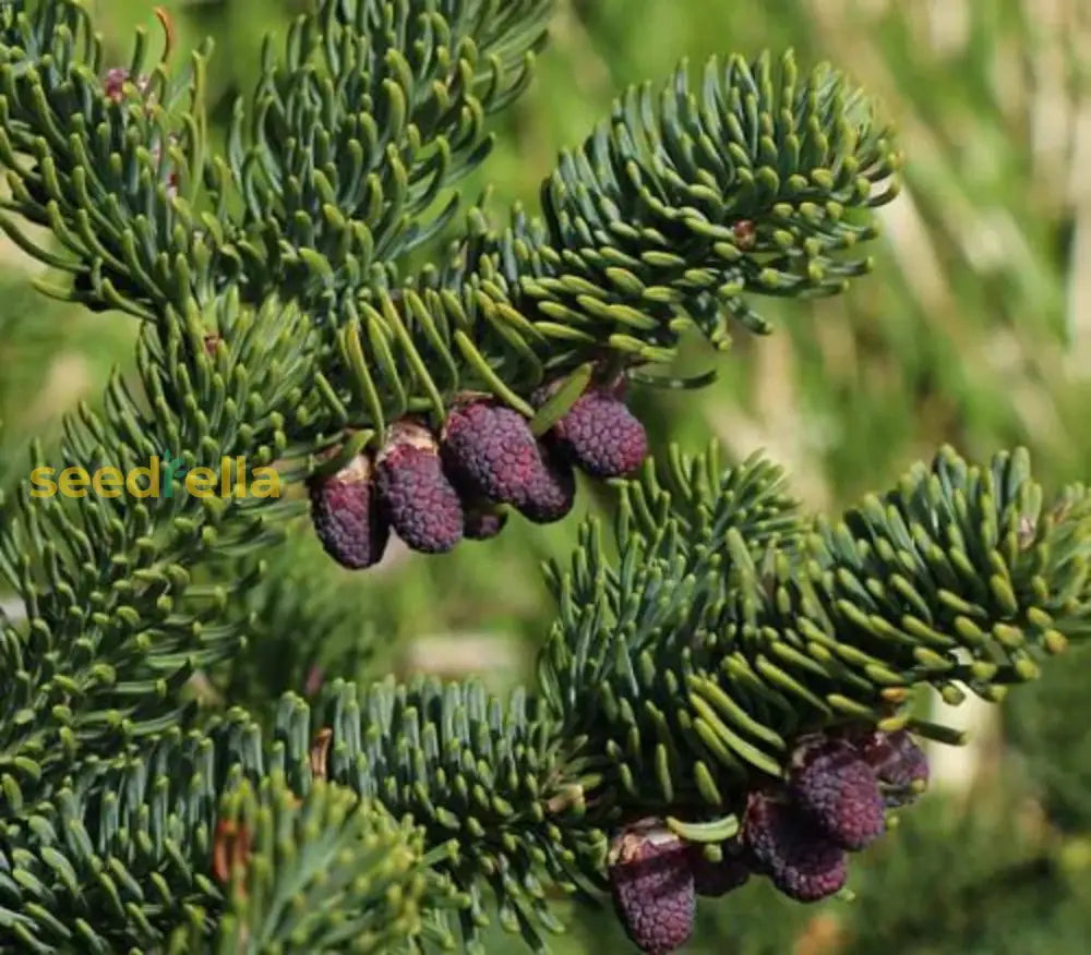 Green Abies Alba Seeds: Your Complete Planting Guide Plant Seeds