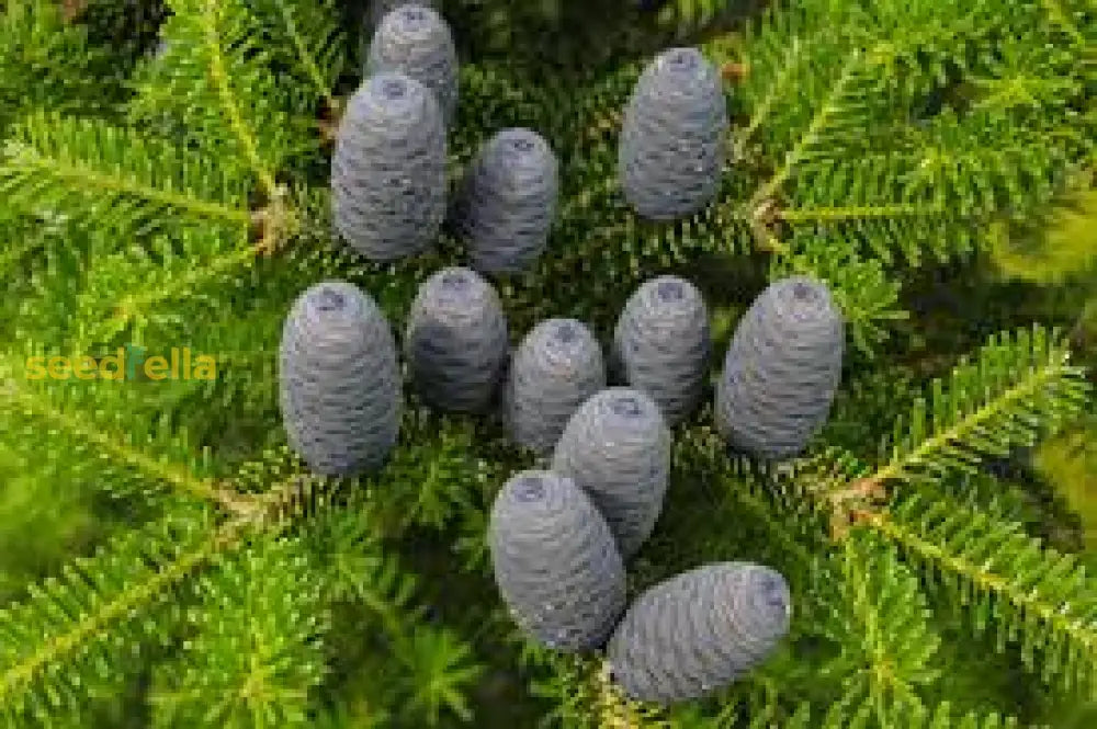 Green Abies Nobilis Seeds For Tree Planting Plant Seeds