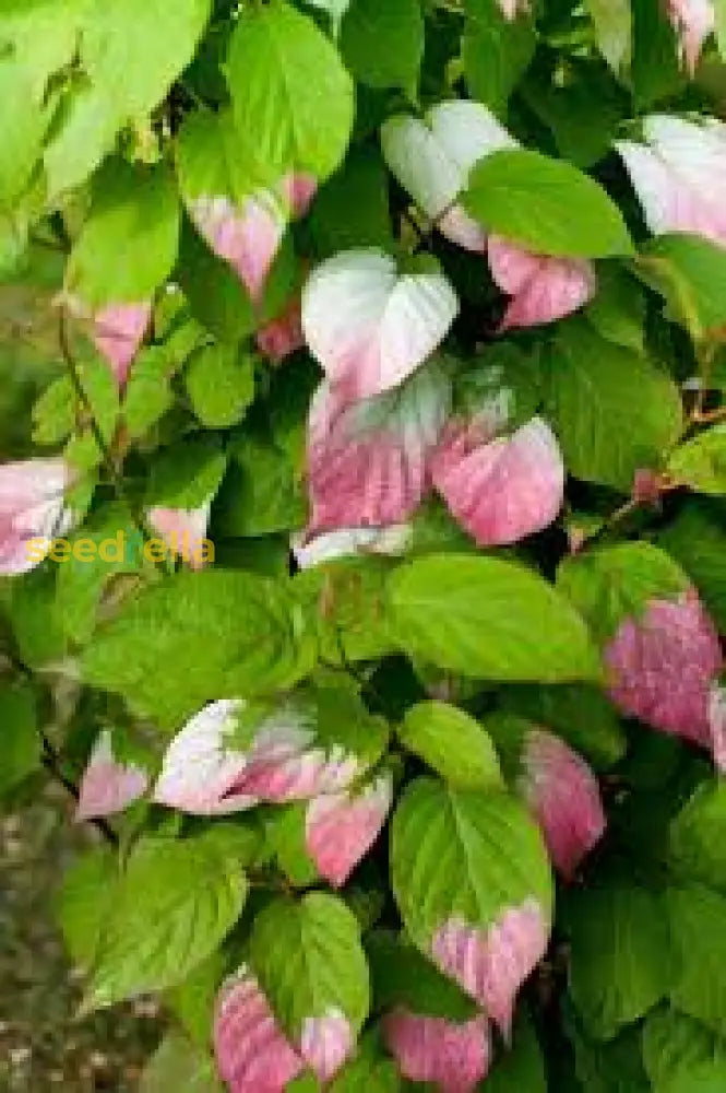 Green Actinidia Kolomikta Plant Seeds For Vibrant Gardens Seed