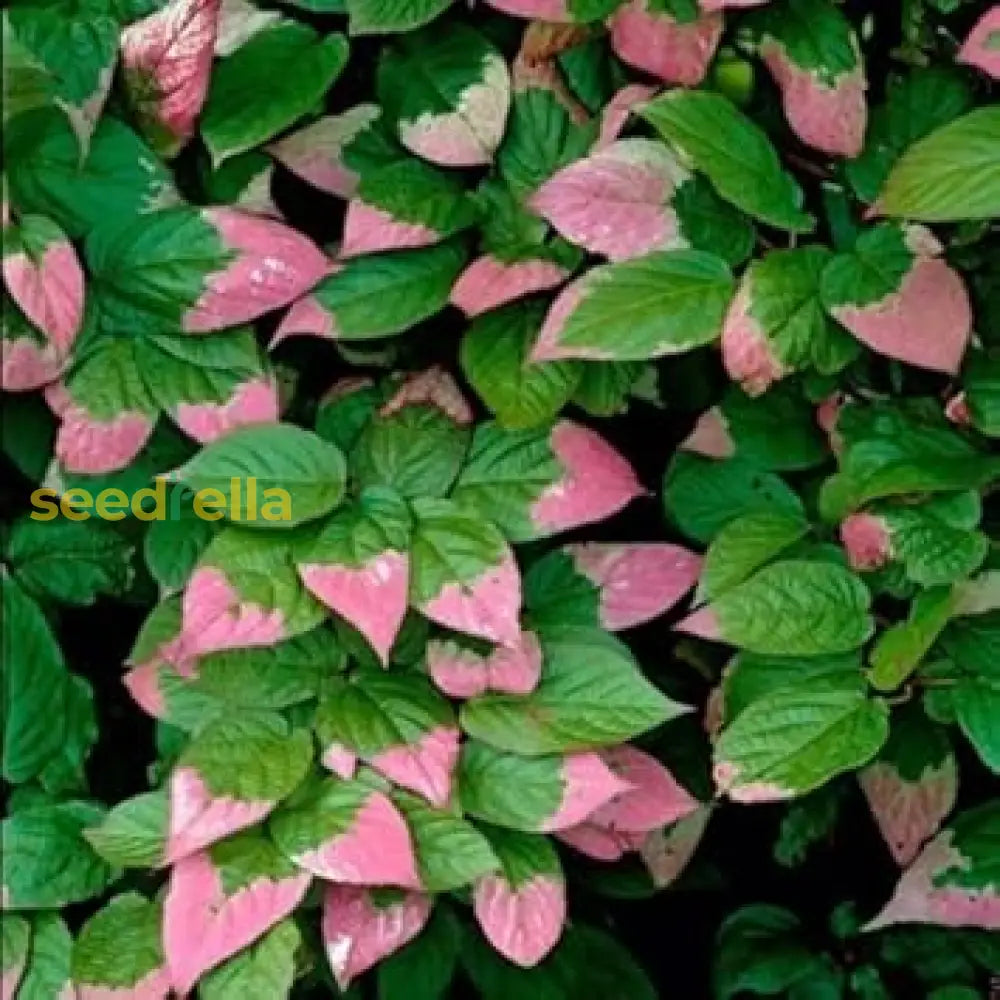 Green Actinidia Kolomikta Plant Seeds For Vibrant Gardens Seed