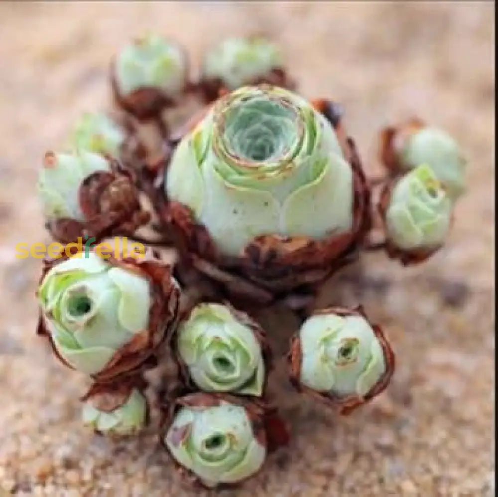 Green Aeonium Greenovia Seeds For Easy Planting Herb