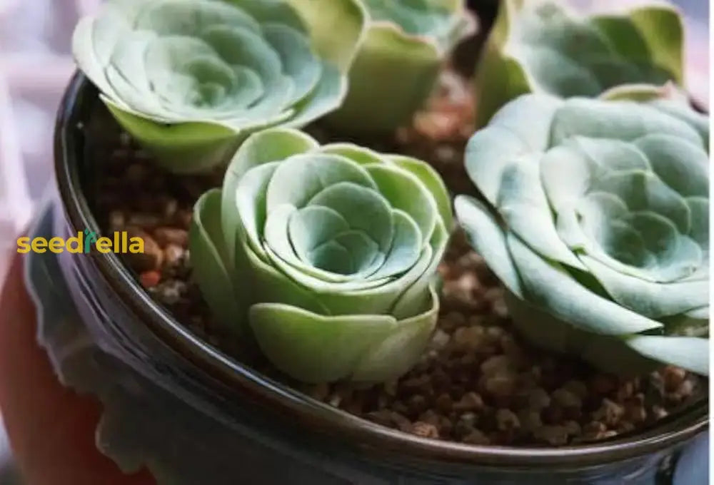 Green Aeonium Greenovia Seeds For Easy Planting Herb