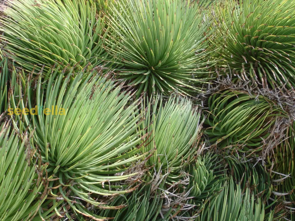 Green Agave Stricta Seeds For Planting Herb