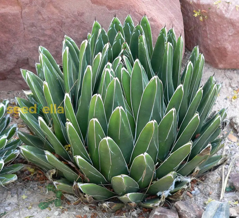 Green Agave Victoriae Seeds For Planting Herb