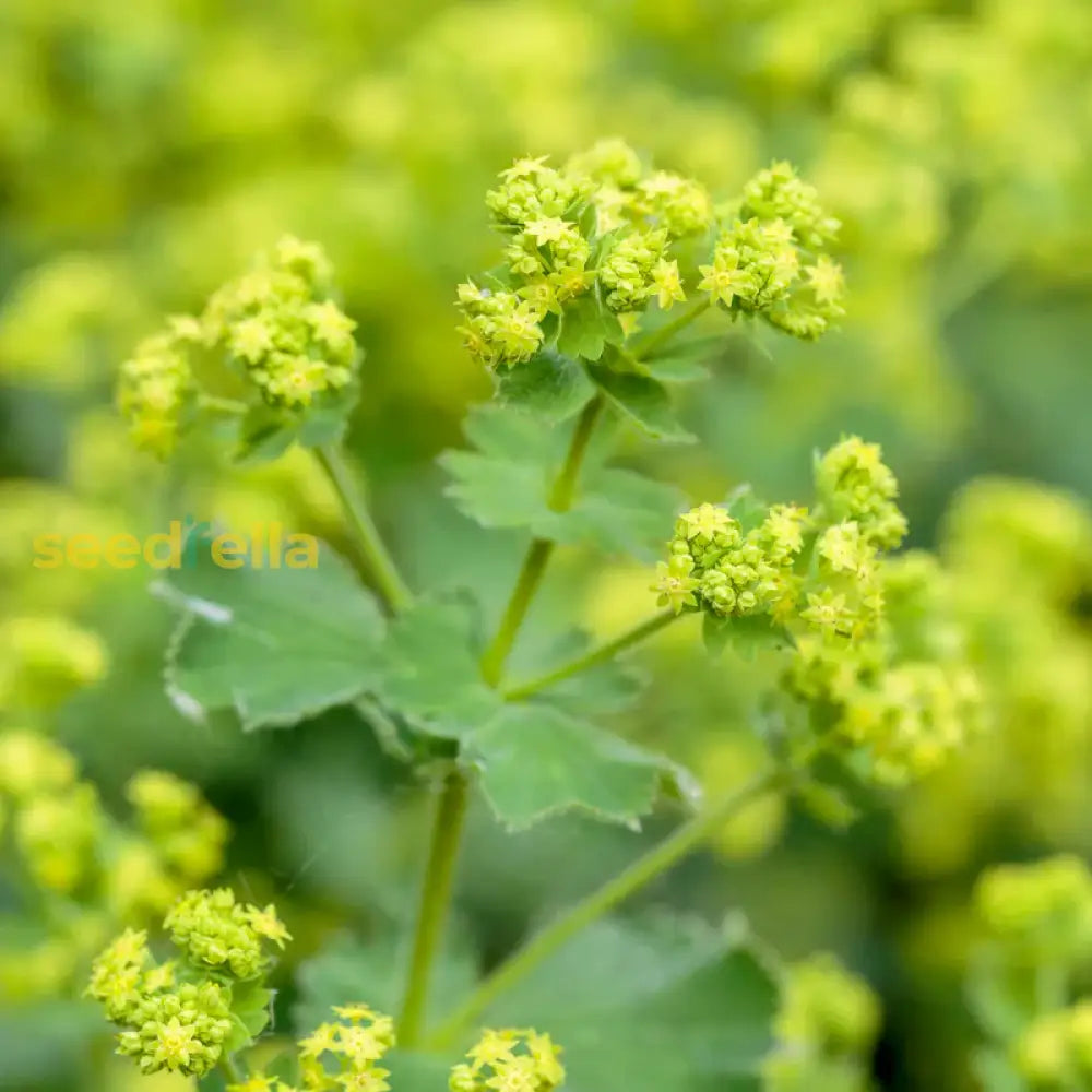 Green Alchemilla Seeds For Planting Herb