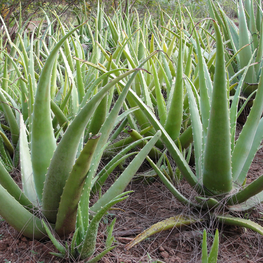 Green Aloe Vera seeds for planting