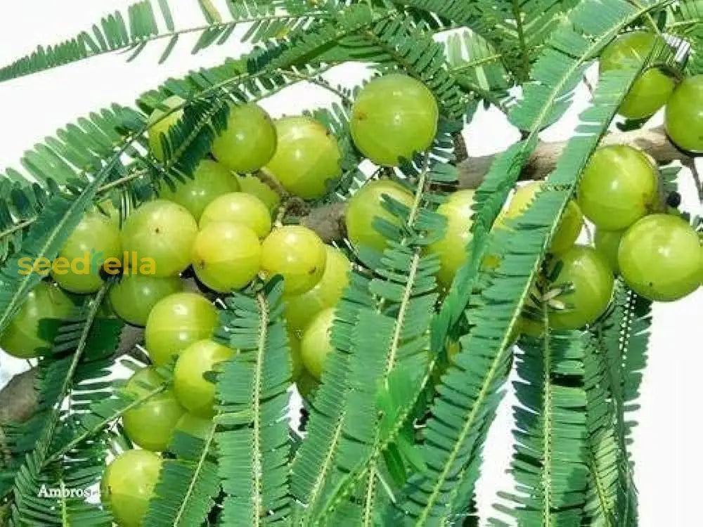 Green Amla Fruits Growing on Tree Branch