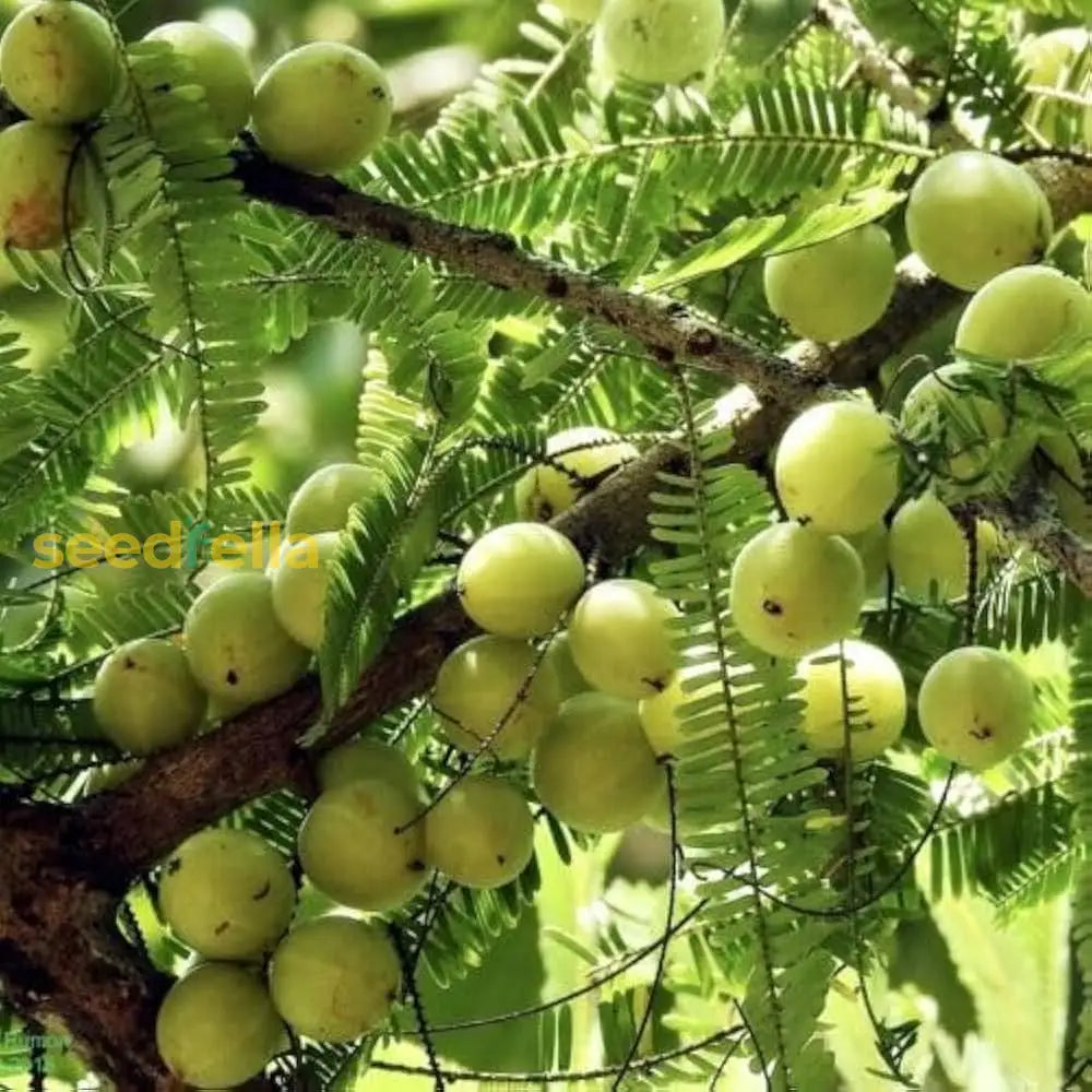 Green Amla Seeds For Planting - Grow Your Own Tree Fruit