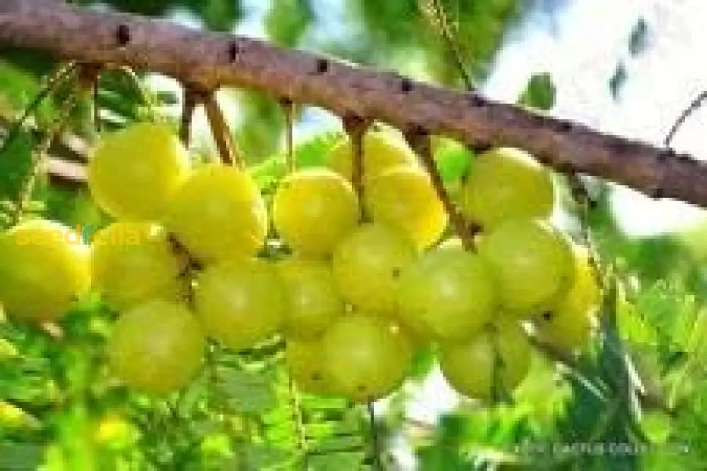 Green Amla Seeds for Planting Non-GMO Indian Gooseberry Tree