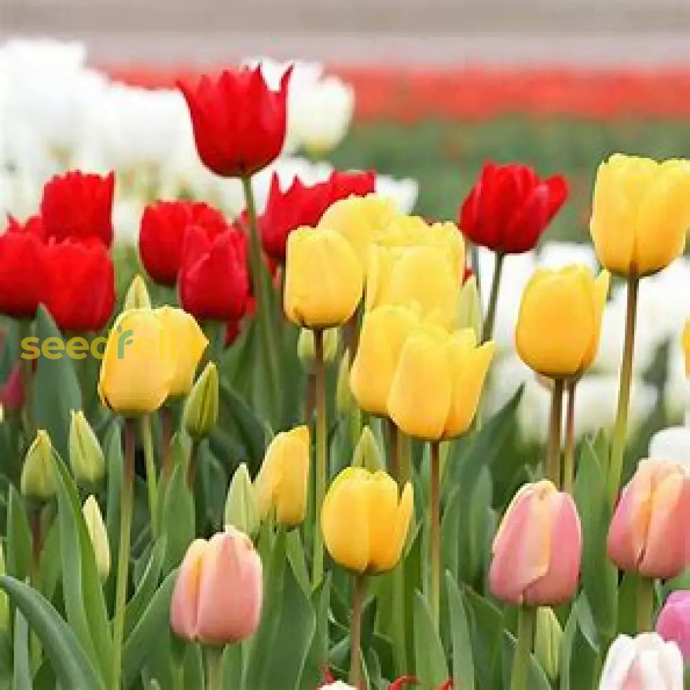 Green And Pink Tulip Flower Seeds For Planting