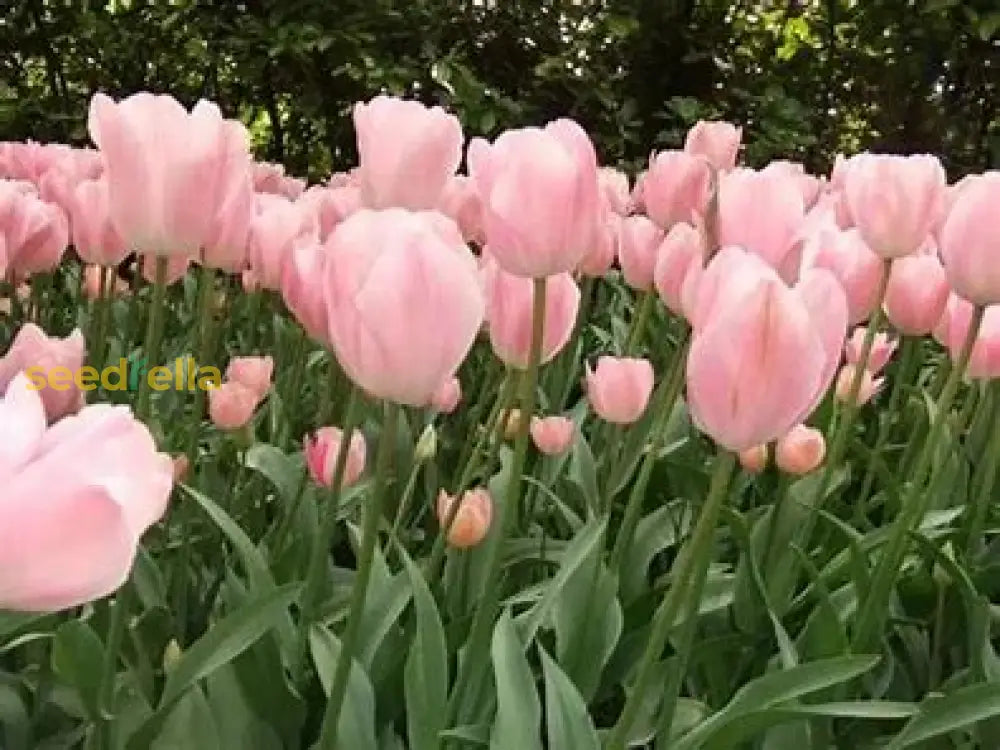 Green And Pink Tulip Flower Seeds For Planting