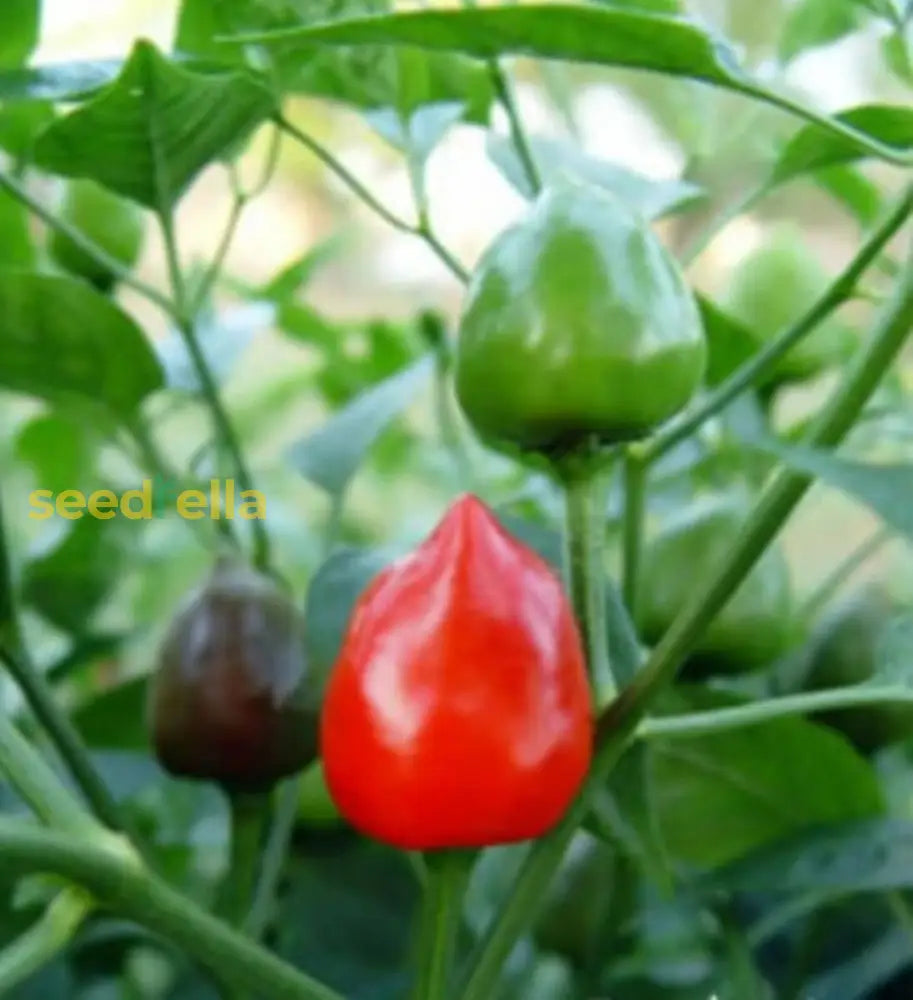 Green And Red Dundicut Chili Seeds For Planting