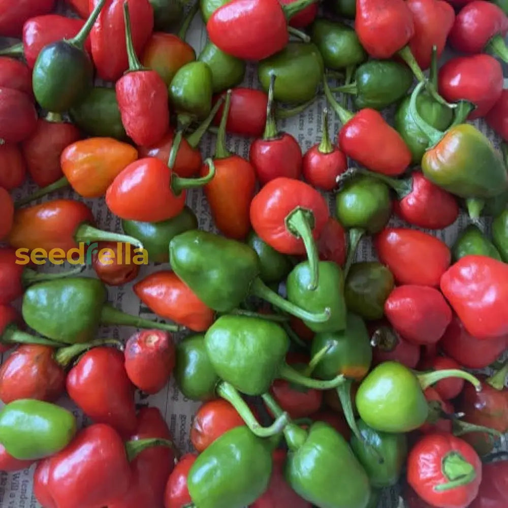 Green And Red Dundicut Chili Seeds For Planting