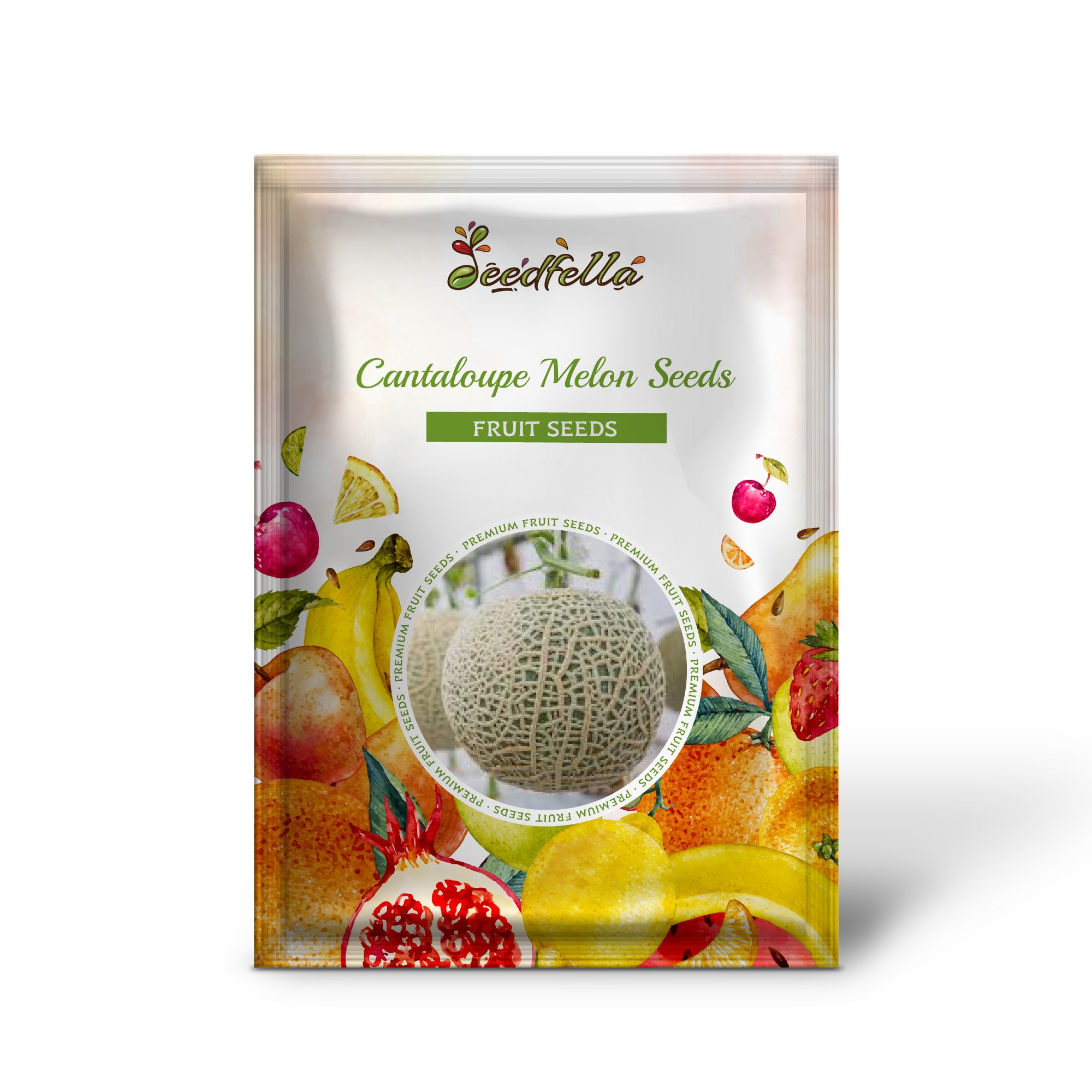 Green and white cantaloupe fruit on the vine