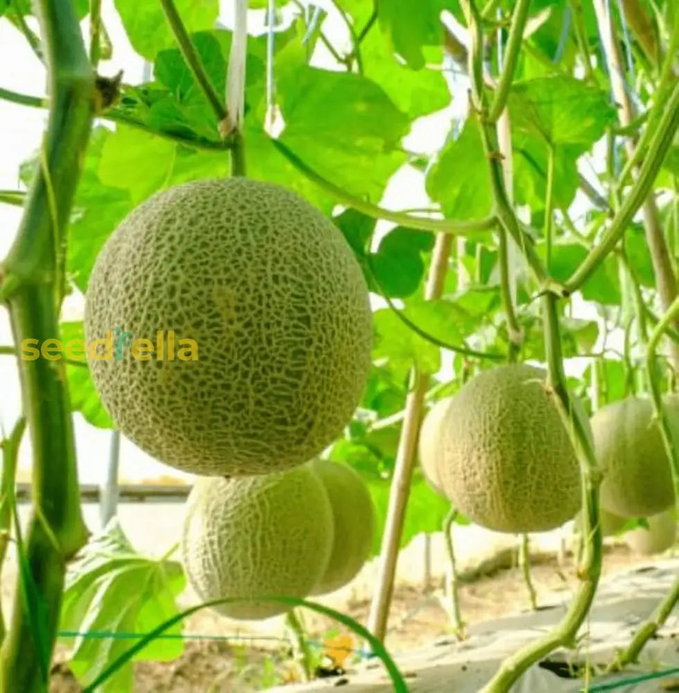 Green and white cantaloupe seeds for planting