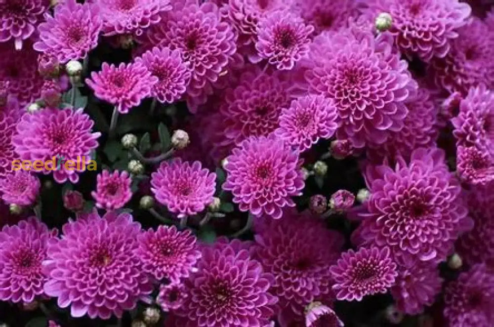 Green And White Chrysanthemum Flower Seeds For Planting