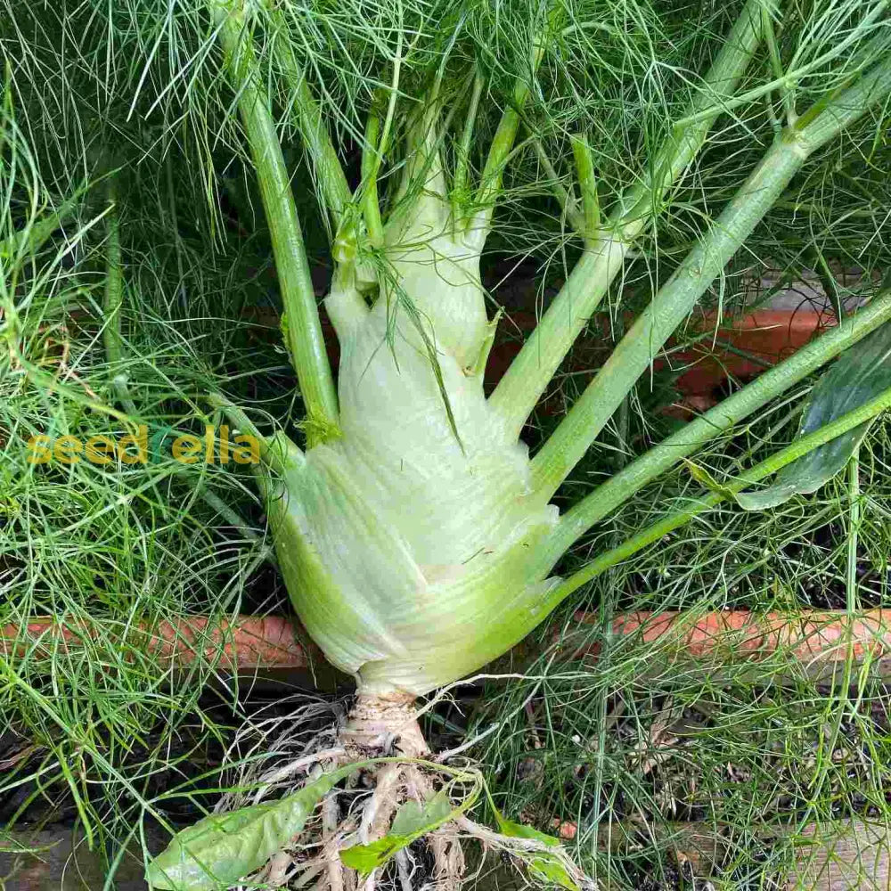 Green And White Florence Vegetable Planting Seeds Seeds