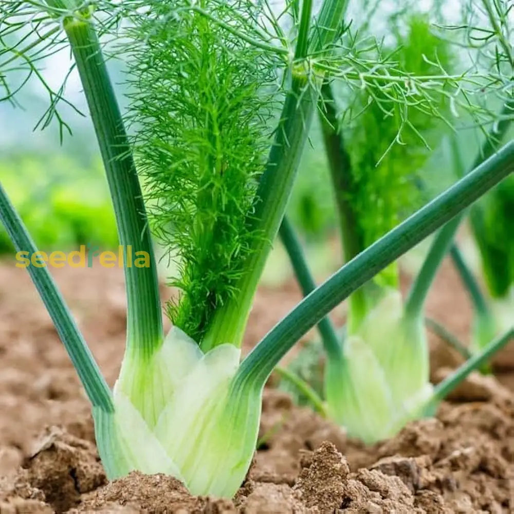 Green And White Florence Vegetable Planting Seeds Seeds