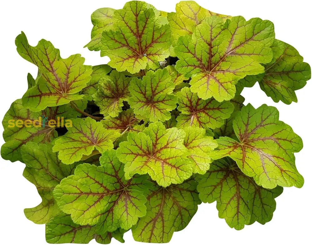 Green And Yellow Coleus Seeds For Planting Plant Seeds