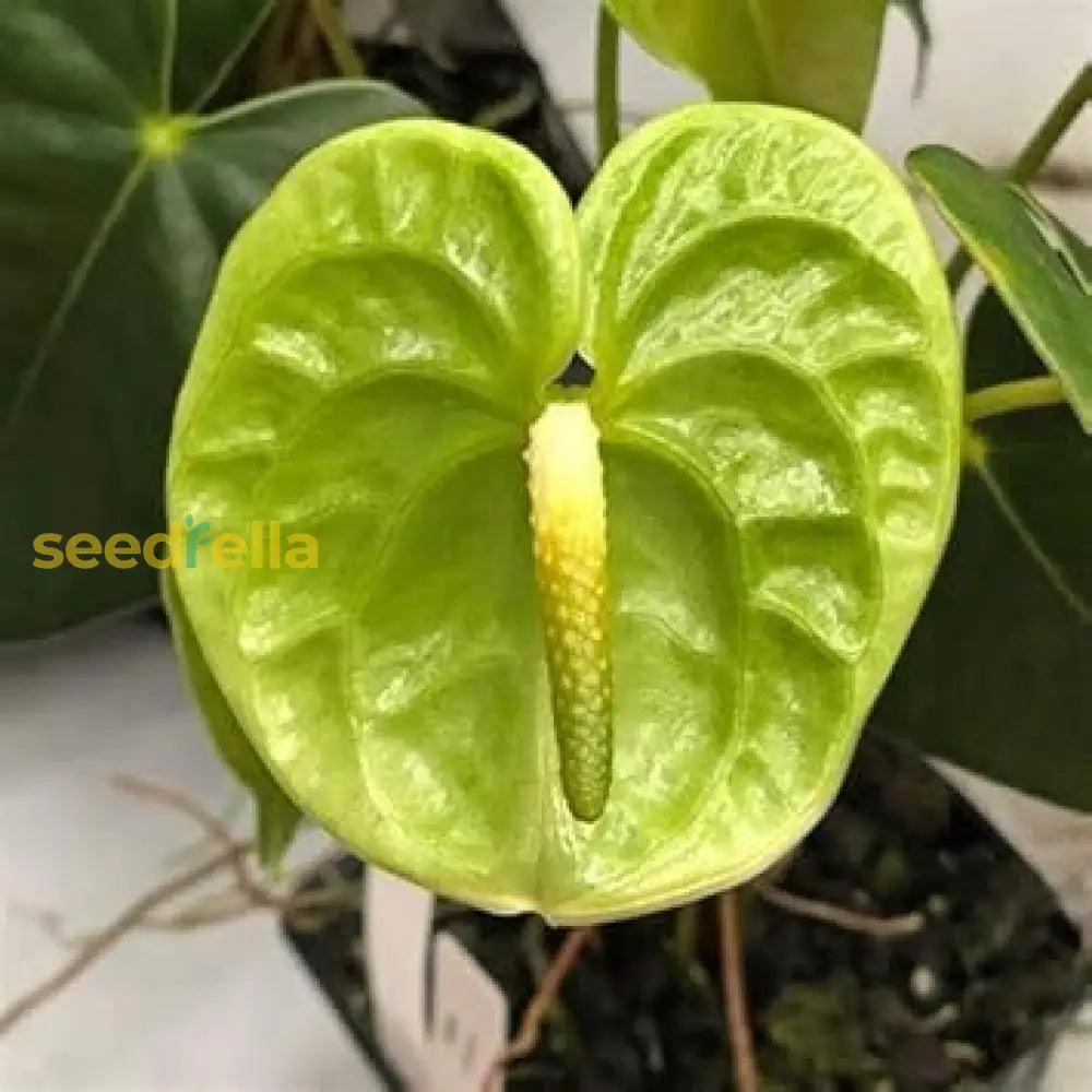 Green Anthurium Flower Seeds For Planting - Exotic Perennial Blooms