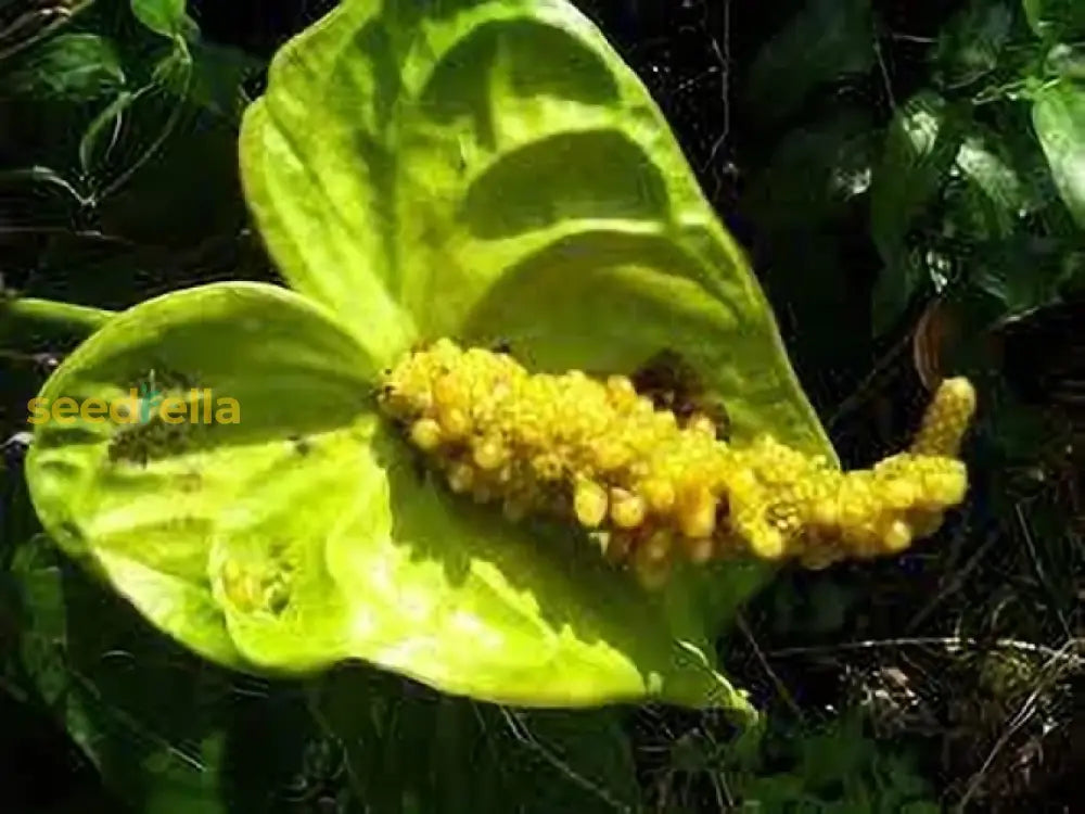 Green Anthurium Flower Seeds For Planting - Exotic Perennial Blooms