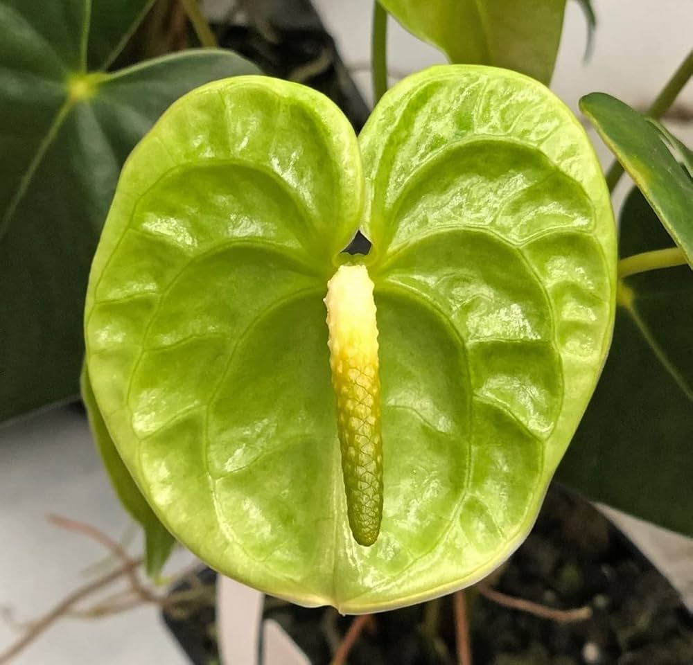 Anthurium Flower Seeds for Planting Green Blooms
