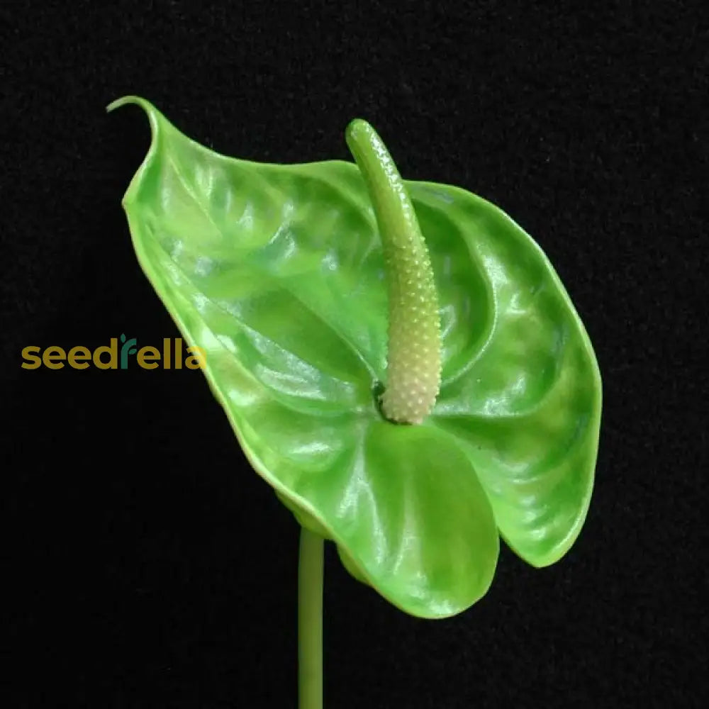 Green Anthurium Seeds  Perfect For Easy Indoor Planting Plant Seeds