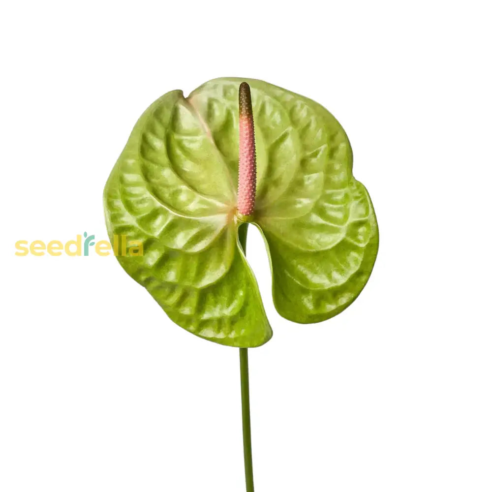 Green Anthurium Seeds  Perfect For Easy Indoor Planting Plant Seeds