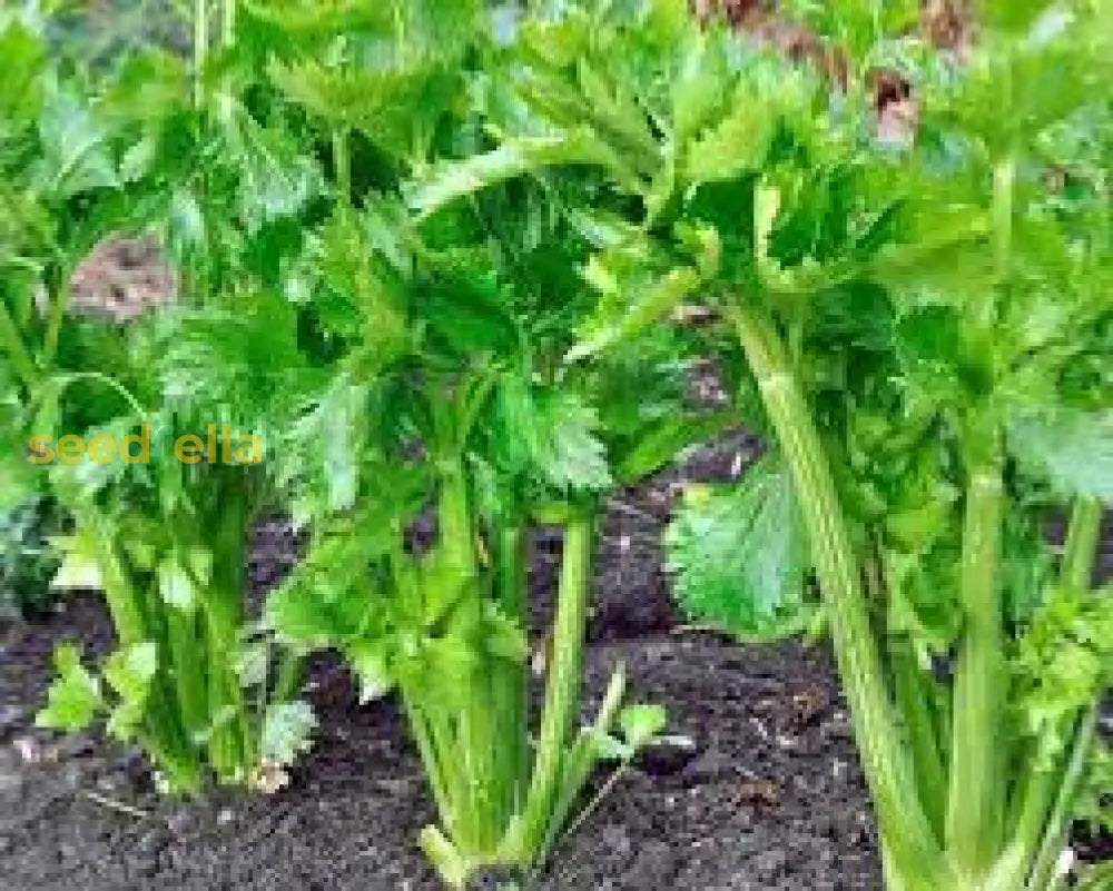 Green Apium Graveolens Planting Seeds For Home Gardening Vegetable Seeds