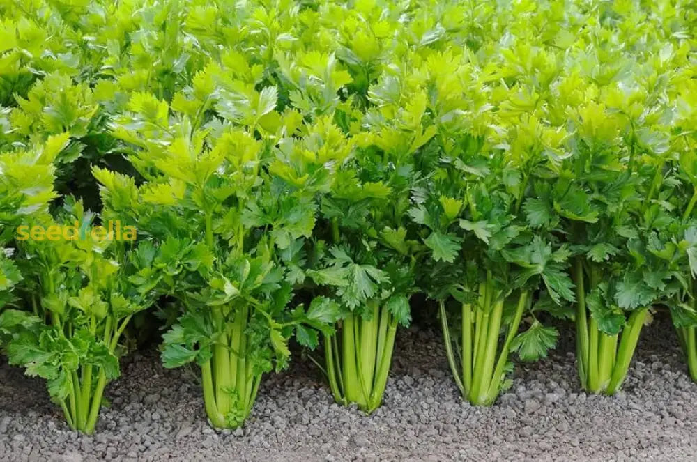Green Apium graveolens vegetable seeds for planting