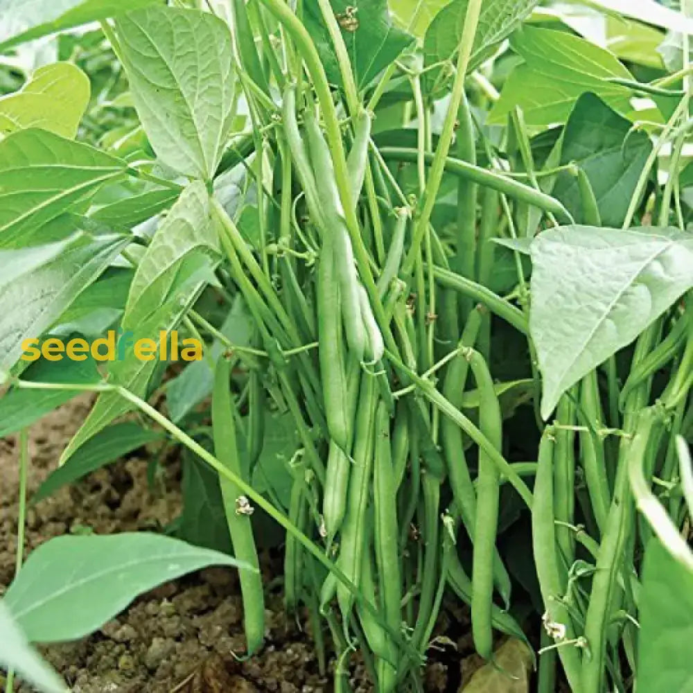 Green Appaloosa Bean Seeds For Planting - Vegetable Seeds