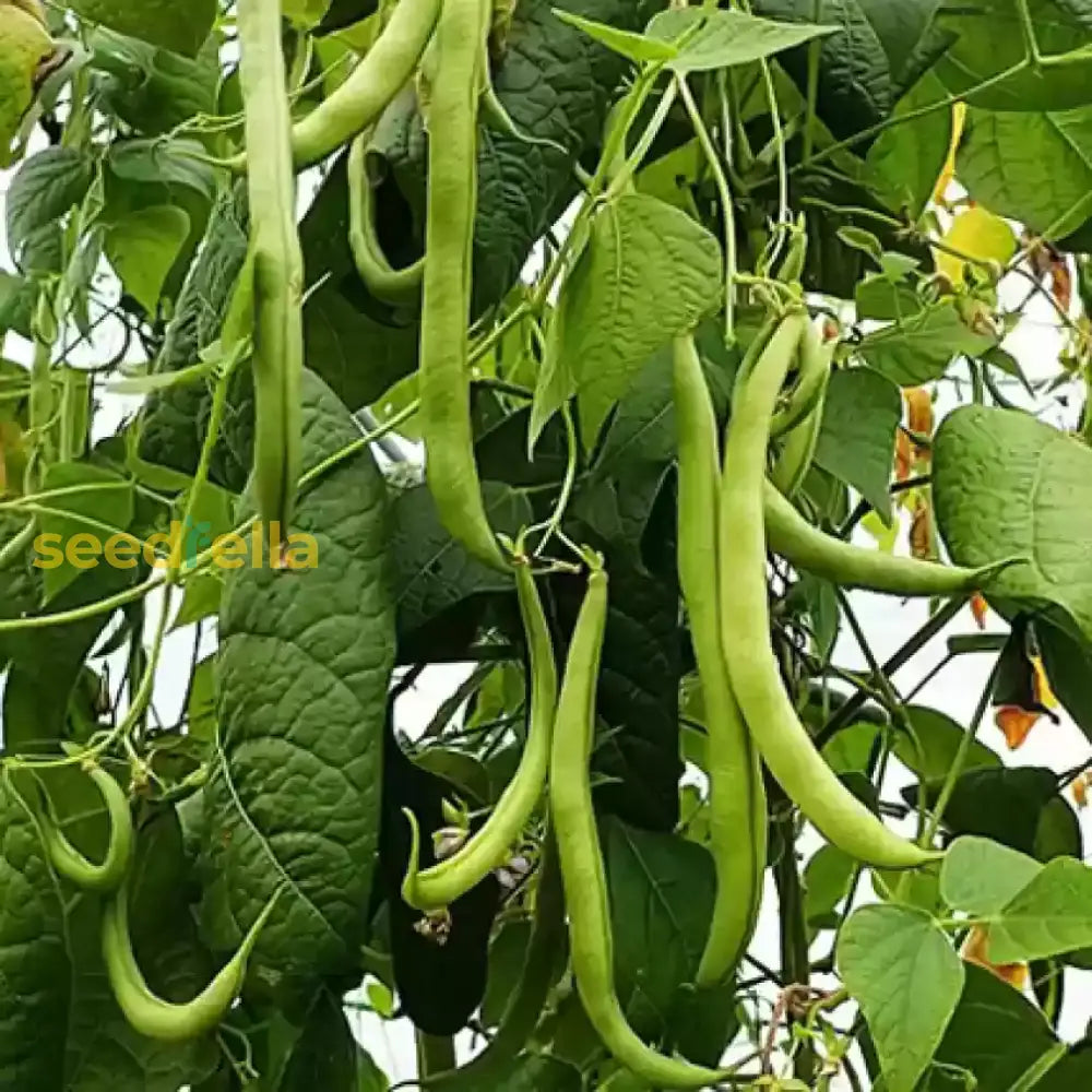 High quality Green Appaloosa Bean seeds non GMO