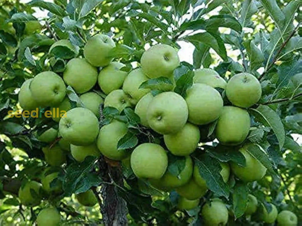 Green Apple Fruit Seeds For Planting - Crisp Variety