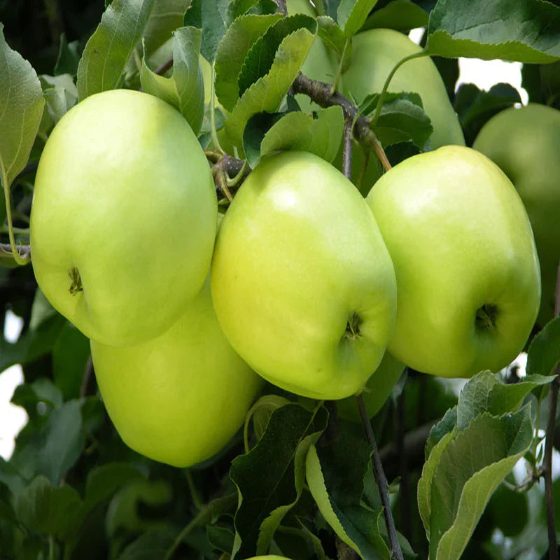 Green Apple Tree Growing in Garden, Healthy Tree with Green Apples Ready for Harvest