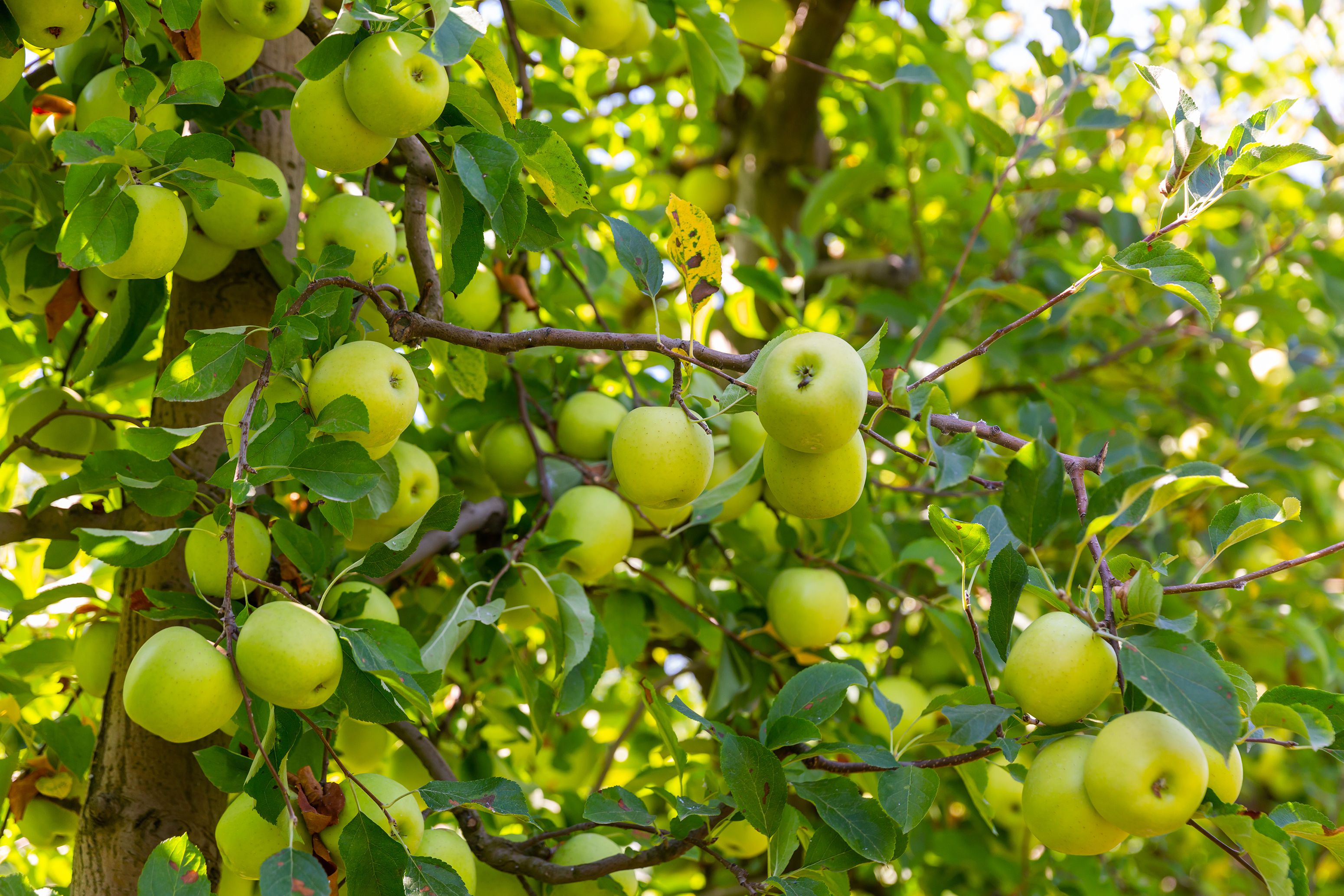 Step-by-Step Guide for Planting Green Apple Fruit Seeds in Your Garden