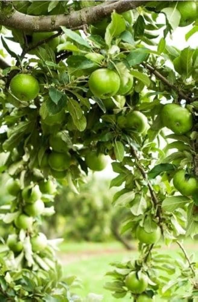 Green apple tree growing from non-GMO seeds