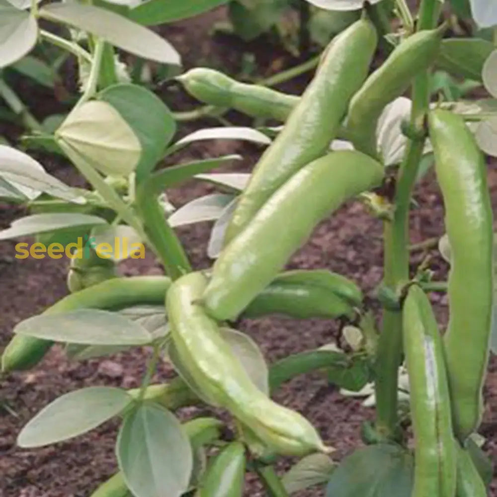 Green Aquadulce Bean Seeds - Ideal For Planting Vegetable Seeds