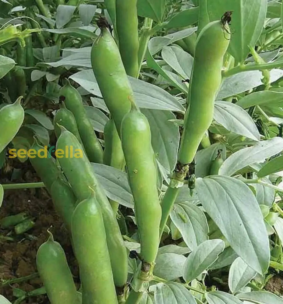 Green Aquadulce Bean Seeds - Ideal For Planting Vegetable Seeds