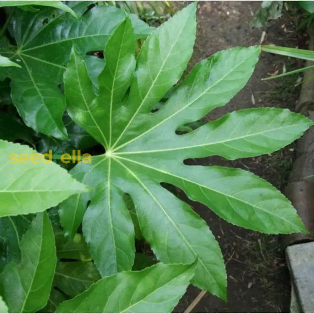 Green Aralia Seeds For Planting Plant Seeds